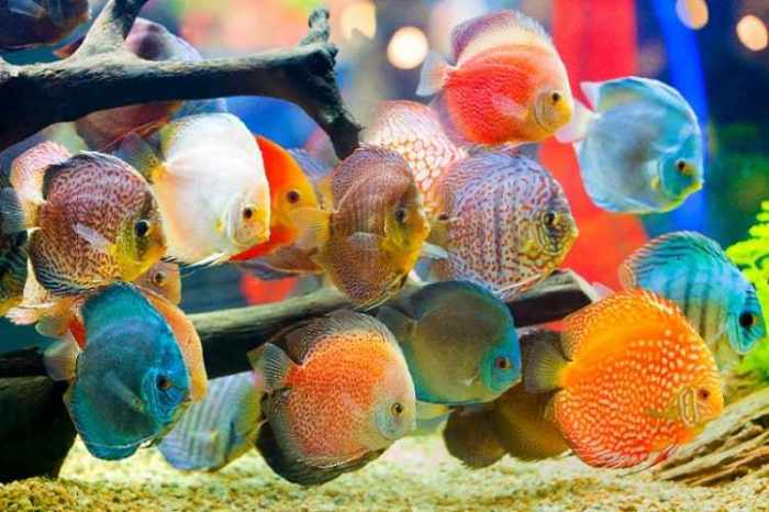ikan hias tawar discus budidaya freshwater oksigen tanpa merawat aerator facts akuarium tercantik cichlids rekomendasi tipe berdasarkan harganya petsoid