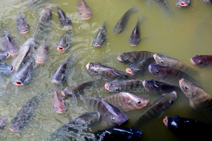 kolam nila terpal
