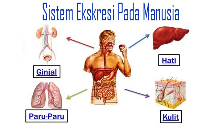 sistem ekskresi kulit manusia organ kelenjar keringat tubuh lapisan sebagai beserta fungsi penjelasan suatu