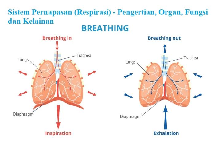 Sistem Pernapasan Manusia: Organ, Mekanisme, Gangguan, dan Jenis